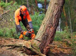 Best Tree Mulching  in Pantops, VA