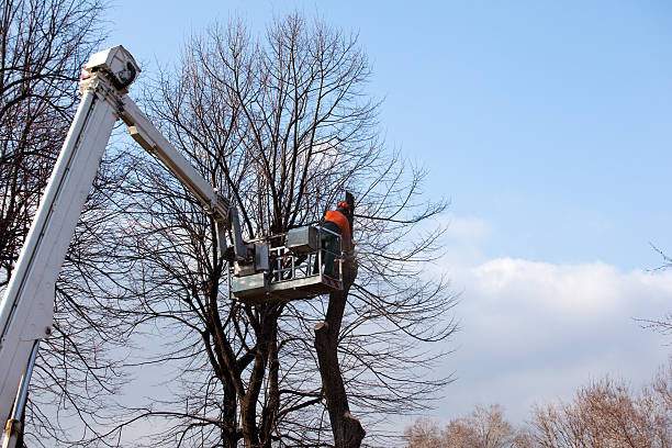 Professional Tree Care in Pantops, VA